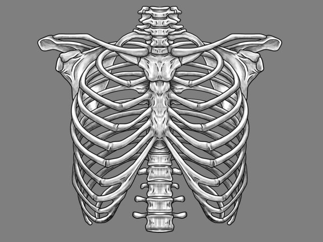 肋骨正面
