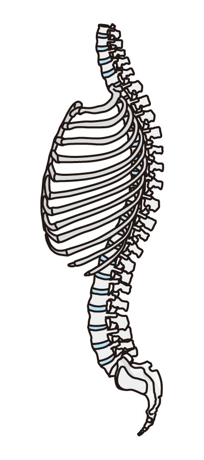 肋骨側面